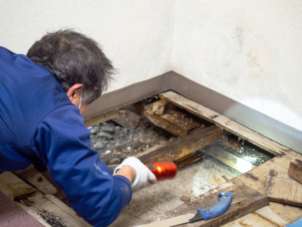 Best Mold Testing  in Rio Hondo, TX