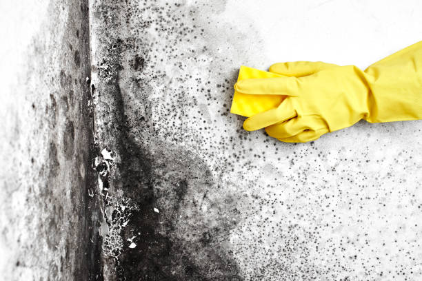 Best Black Mold Removal  in Rio Hondo, TX