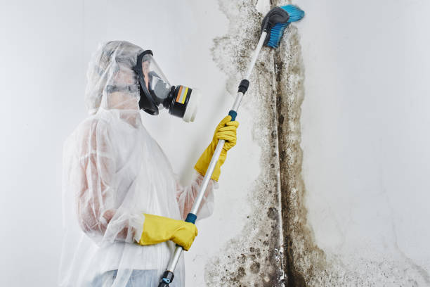 Best Toxic Mold Removal  in Rio Hondo, TX