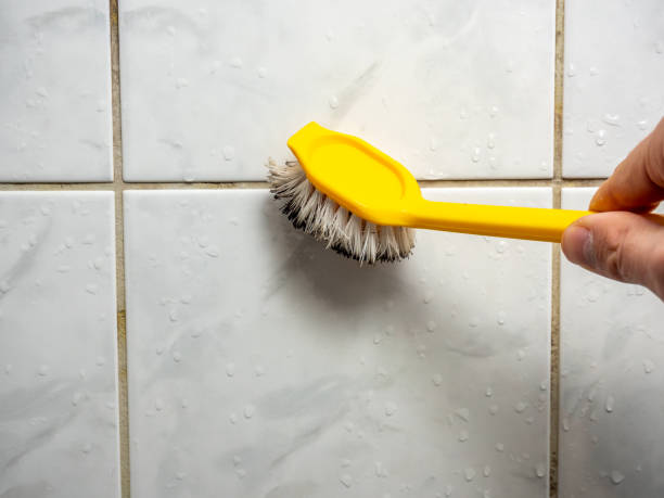 Reliable Rio Hondo, TX Mold Removal Solutions