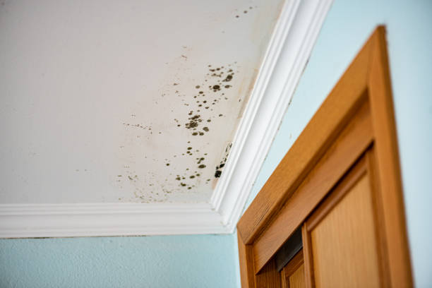 Best Mold Testing  in Rio Hondo, TX