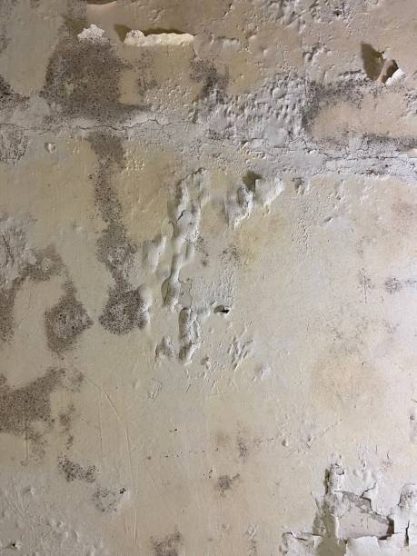 Best Crawl Space Mold Removal  in Rio Hondo, TX