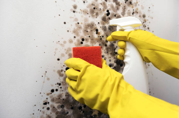 Best Commercial Mold Removal  in Rio Hondo, TX