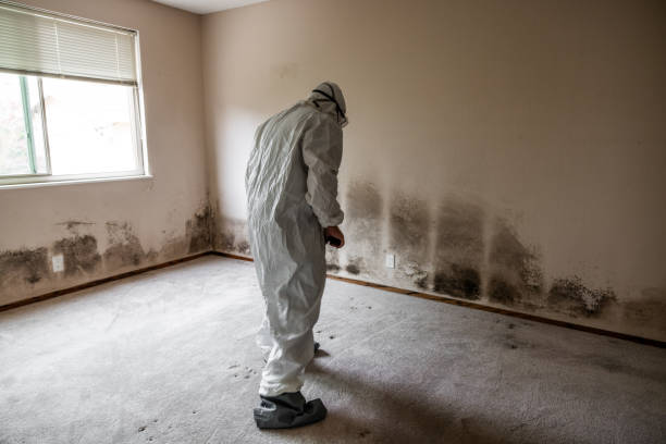 Mold Removal and Inspection in Rio Hondo, TX