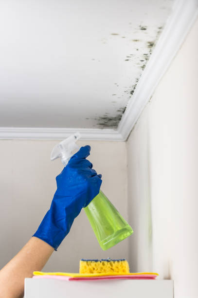 Best Professional Mold Removal  in Rio Hondo, TX