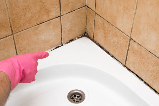 Best Mold Damage Repair  in Rio Hondo, TX